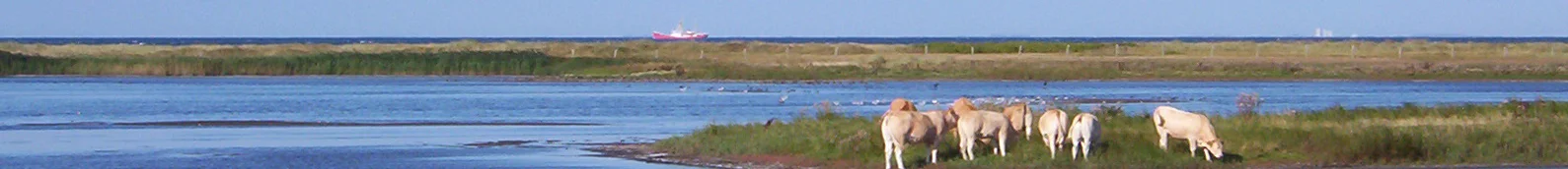Aufnahme von ein paar Rindern im Naturschutzgebiet Grüner Brink vor einem Schiff.