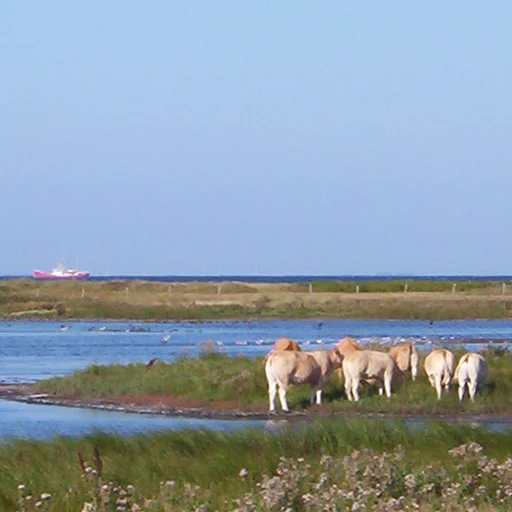 Die Sehenswürdigkeit Grüner Brink, eines der Naturschutzgebiete mit ein paar Rindern vor einem Schiff auf dem Meer.