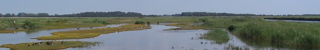 Aufnahme aus einer der Beobachtungshütten im Wasservogelreservat Wallnau