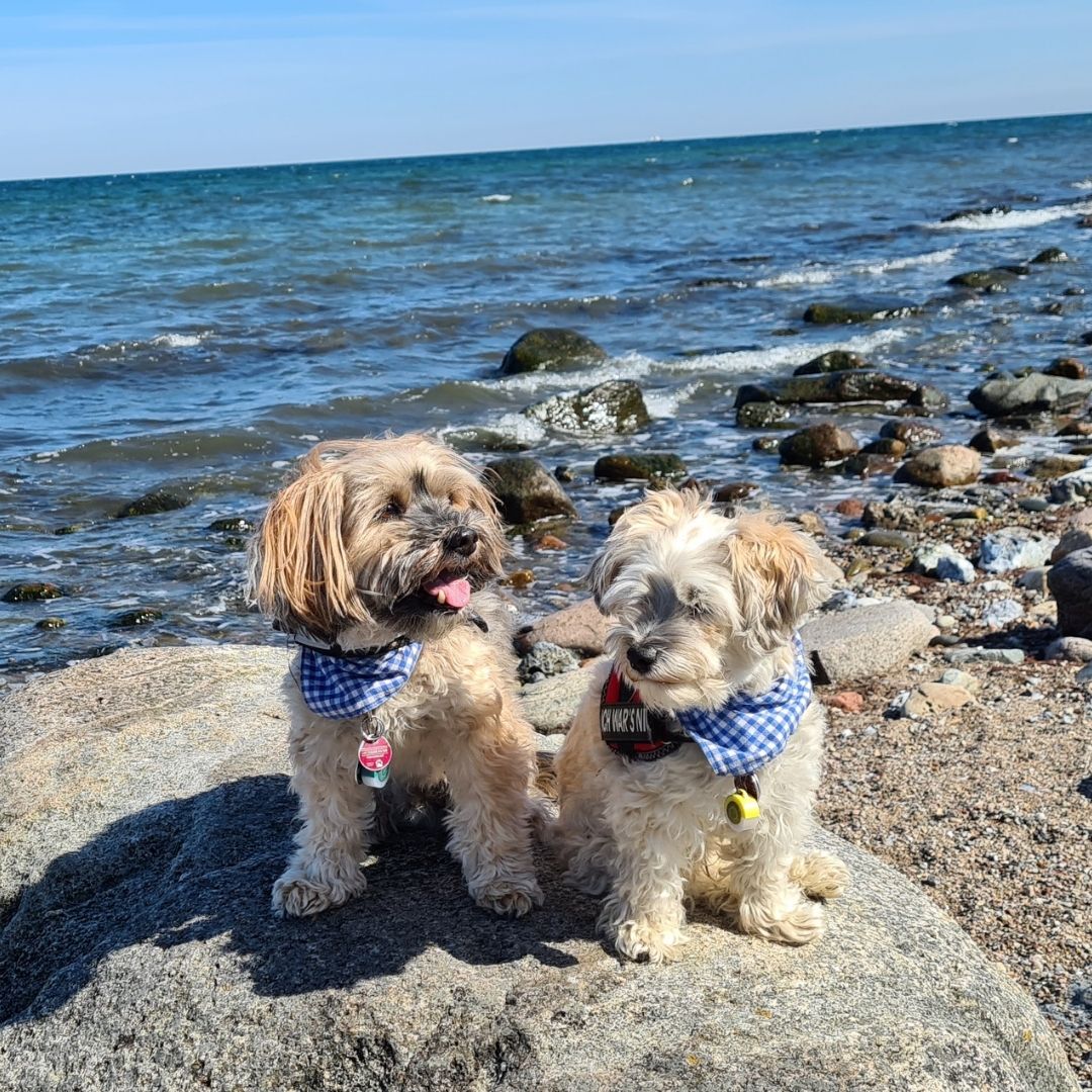 Urlaub mit Hund auf Fehmarn