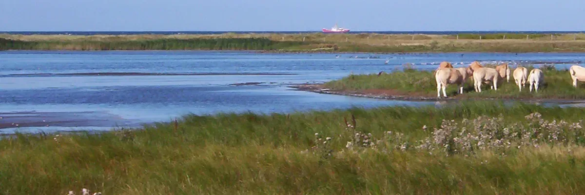 Charolaisrinder im Naturschutzgebiet Grüner Brink auf Fehmarn