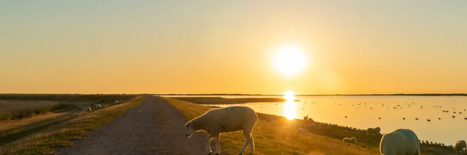 Weg auf dem Deich auf Fehmarn bei Sonnenuntergang, Schafe am Wegrand und Wasser dahinter