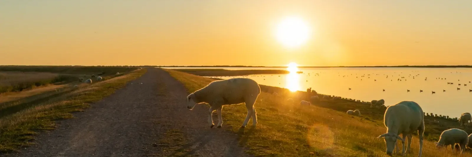 Schafe grasen bei Sonnenuntergang am Deich auf Fehmarn