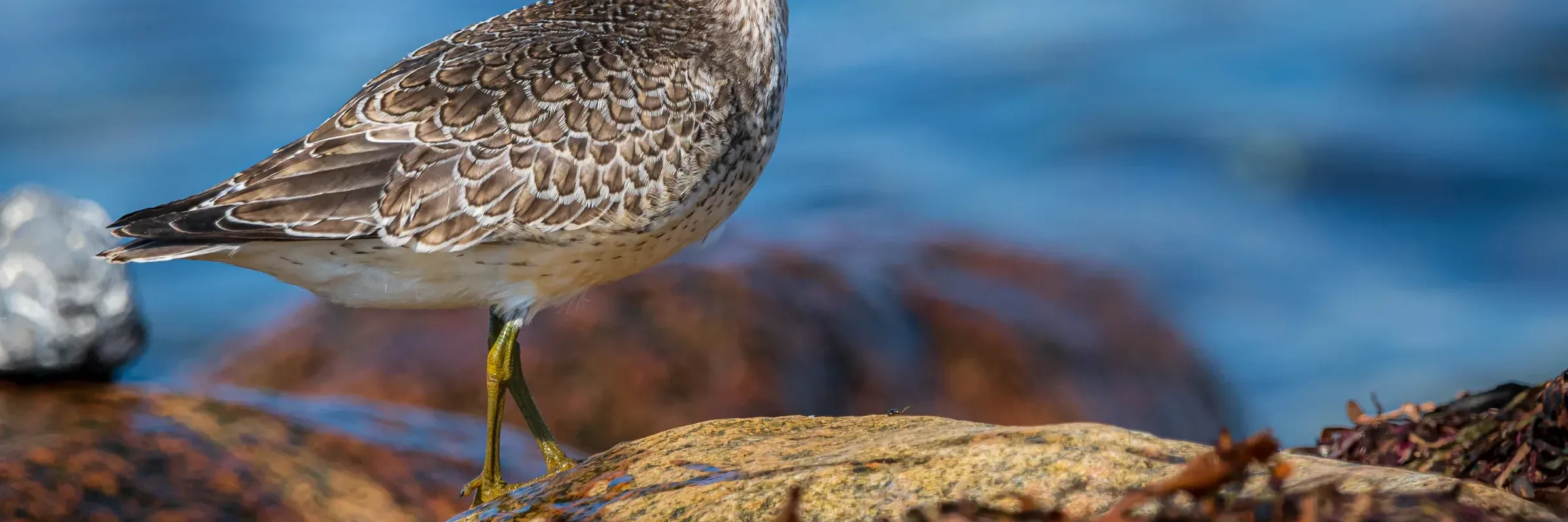 Knutt im NABU-Wasservogelreservat Wallnau auf Fehmarn