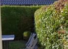Inselblume 38
