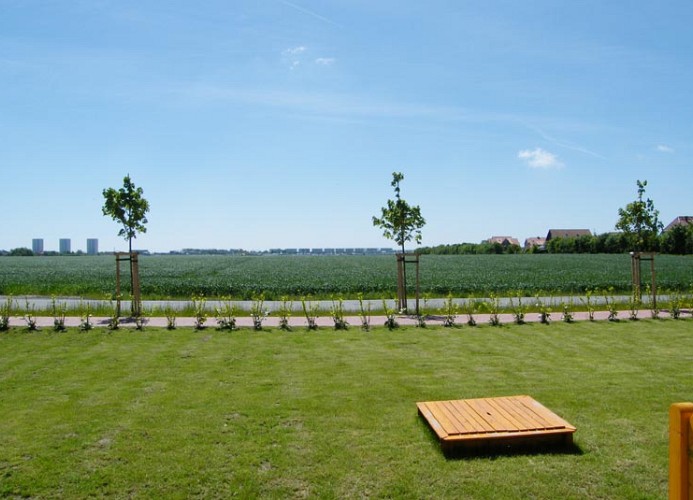 Inselblume 32