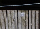 Inselblume 86 