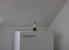 Inselblume 26