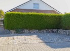 Inselblume 39