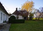 Inselblume 85
