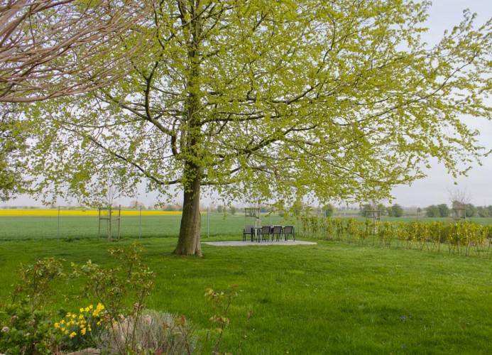 Inselblume 36