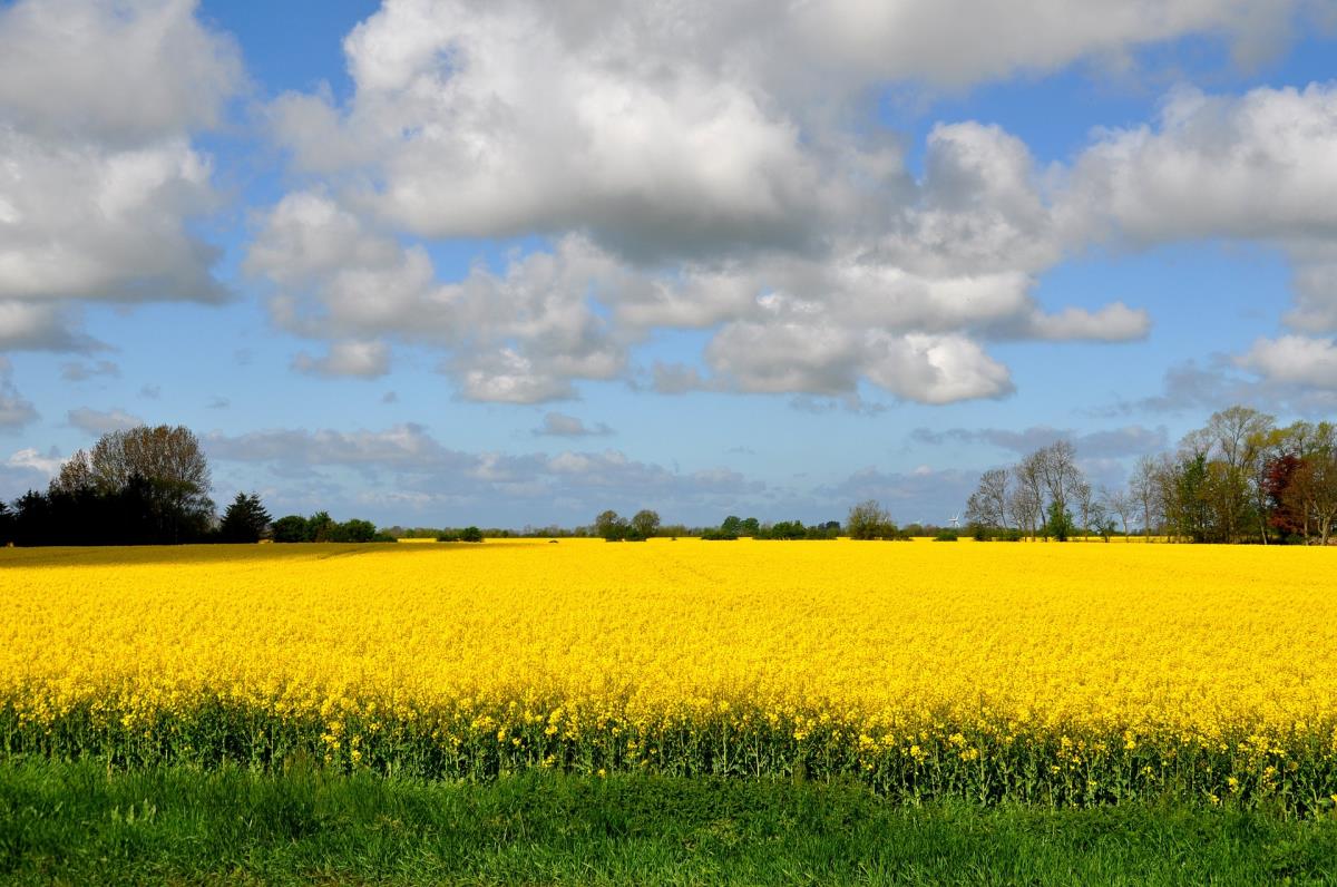 Frühlingsgefühle auf Fehmarn