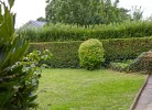 Inselblume 40